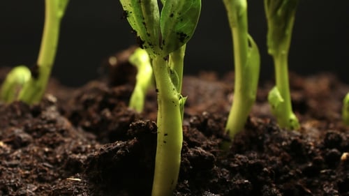 Plant Growing