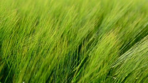 Young Green Rye in Wind