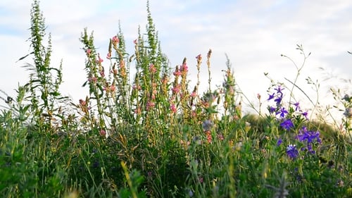 Different Meadow Herbs at Sunset, Russia