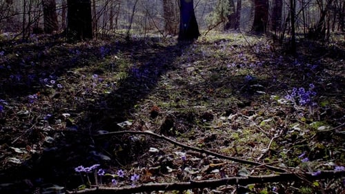 First Spring Forest Flowers