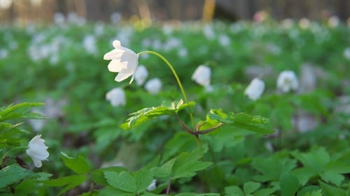Forest Flowers at Dawn. Spring in the Forest. Sun Rays.