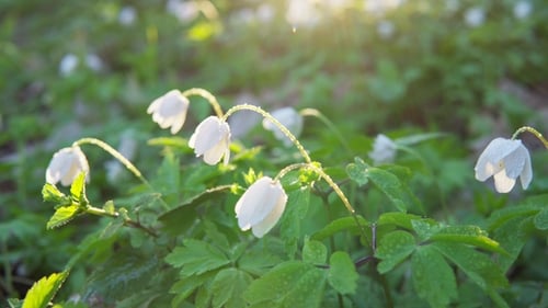 Waldblumen im Morgengrauen. Frühling im Wald. Sonnenstrahlen.