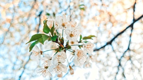 Spring Flowers Blooming on a Branch