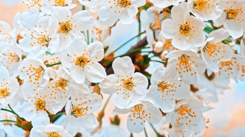 Blooming Cherry Blossoms in Gentle Spring Light