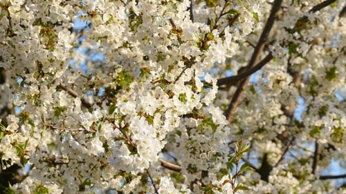White Tree Blossoms Blooming in Springtime