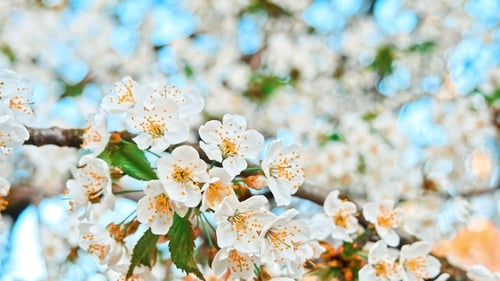 Blooming Cherry Blossoms in Springtime