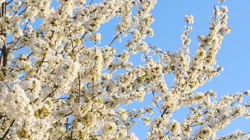 Blooming Tree with White Flowers Against Blue Sky