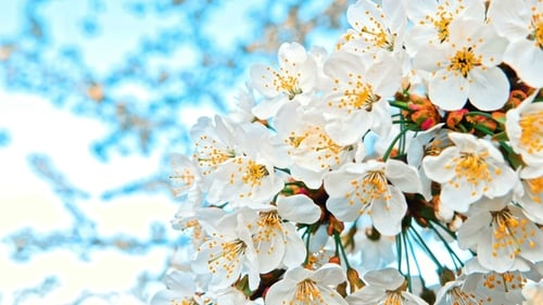 Cherry Blossoms Blooming on a Spring Day