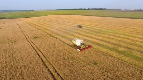 Combine Harvester Working in Golden Wheat Field, Aerial