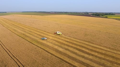 Combine Working on Wheat Field