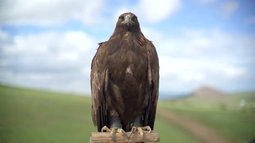 Majestic Golden Eagle Perched on a Post Outdoors