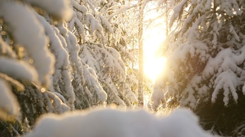 Árboles nevados de invierno. Bosque cubierto de nieve en invierno, el sol brilla en los bosques de invierno. Sol brilla a través del árbol