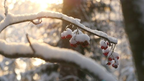 Ashberry recouvert de neige. Forêt enneigée en hiver, soleil brille