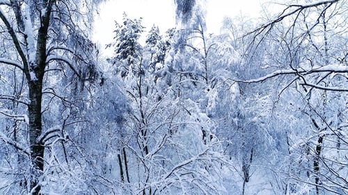Snowy Branches in Forest. Winter Fairy Background