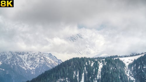 Timberline Alpine Zone