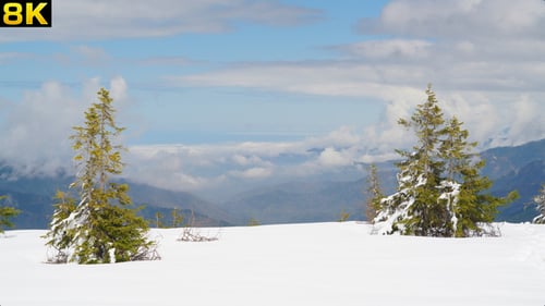 Timberline Alpine Zone
