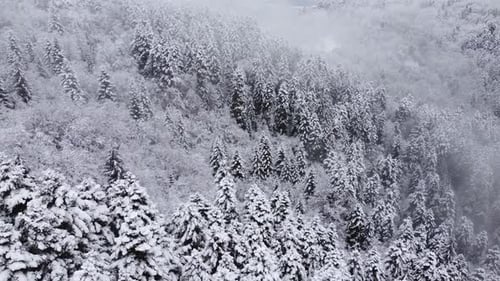 Verschneiter und nebliger Bergwald