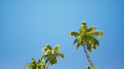 Driving Through Alley Palm Trees