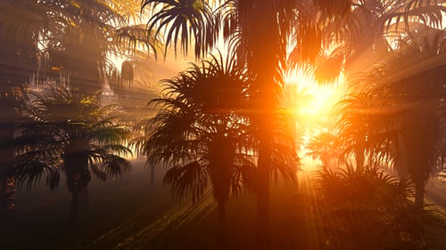 Sol y selva