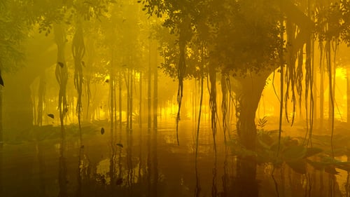 Fog And Water In A Damp Tropical Forest