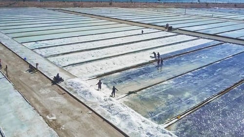 Salt Farm Workers Harvesting White Mineral Salts