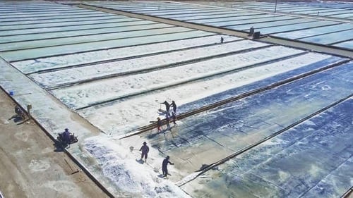 People Gather Salt to Heaps on Field Sides with Shovels