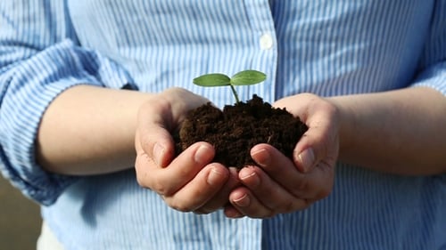 Female's Hands Holding a Small Green Sprout
