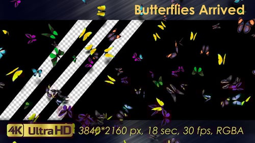 Colorful Butterflies Flying on Black Background