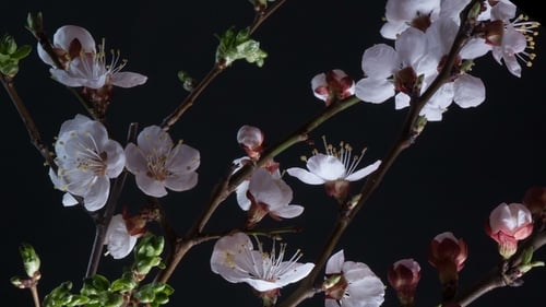 Flowering Apricot Flowers