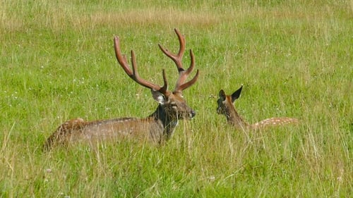 Deer Resting in Grassy Meadow
