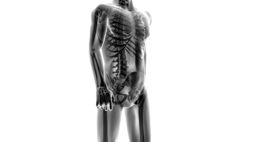 Human Bones Radiographic Scan