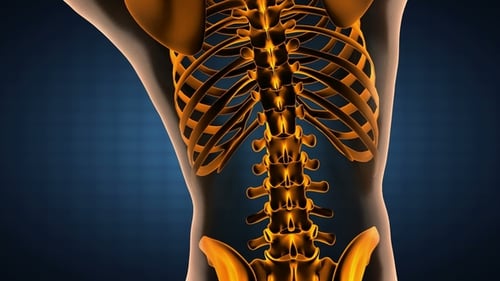 Human Bones Radiographic Scan