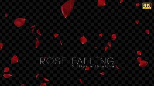 Fallende Rose