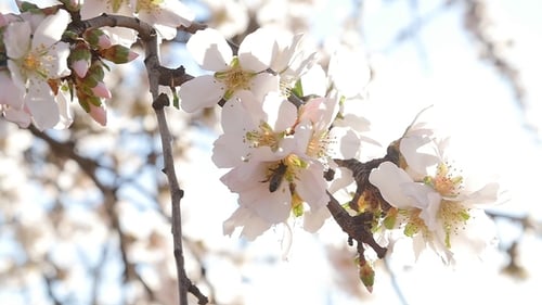 Bee Collecting Pollen From White Flowers in Spring