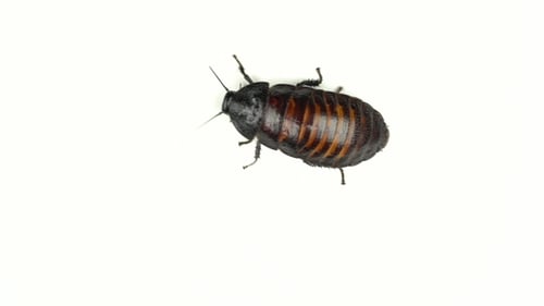 Madagascar Cockroach Runs To the Side