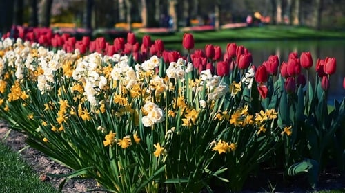Lots of Nice Tulips and Narcissuses. Panoramic Frame. Park at Nice Day. People Walking and Talking