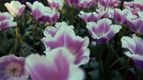 Tulips at the End of Spring Swaying in Breeze