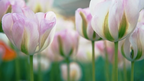 Tulips at the End of Spring Swaying in Breeze