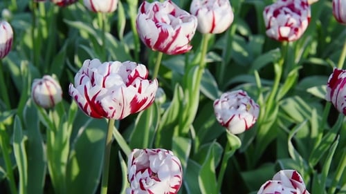 Blooming Tulips in Spring Garden Close Up
