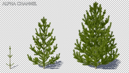 Growing Pine Tree