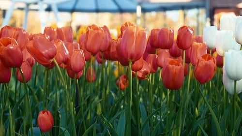 Colorful Tulips Blooming in a Springtime Garden