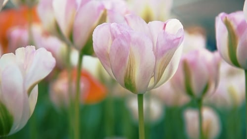 Tulips at the End of Spring Swaying in Breeze