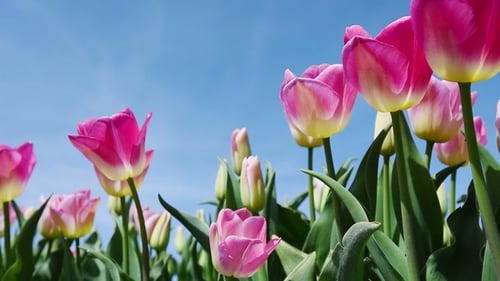 Pink Tulips Blooming in Spring Against Blue Sky