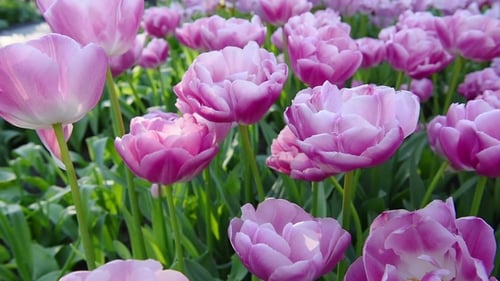 Tulips at the End of Spring Swaying in Breeze