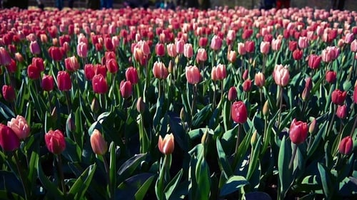 Tulips Farm Near the Rutten Town. Beautiful Morning Scenery in Netherlands, Europe