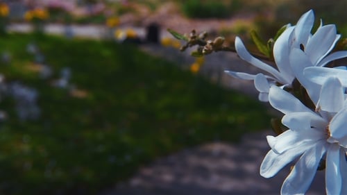 White and Pink Apple Blossom Slow Rotation Video