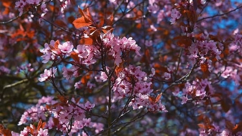 Les branches roses en fleurs se balancent rapidement sous l'effet du vent