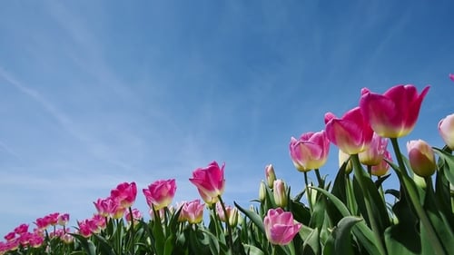 Pink Tulips Blooming in a Sunny Field