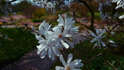 Blooming Tree on Sunset. White Flowers on a Tree in the Spring Park. Spring Garden