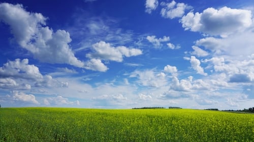 Champ de colza en fleurs sous le ciel bleu